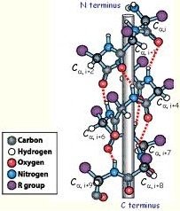 ball of stick model of alpha helix